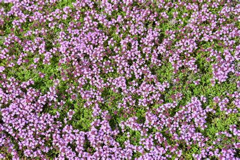 Red Creeping Thyme Plant Facts Daylily Nursery