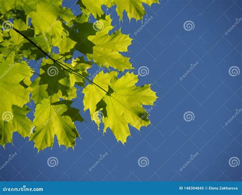 Branch Of Maple Tree On Blue Sky Stock Image Image Of Blue Spring