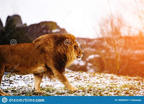 Beautiful Mighty Lion Stock Image Image Of Mammal Domestic 150890447