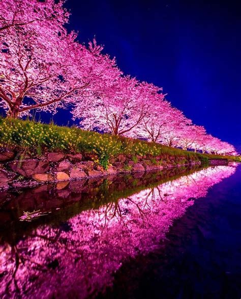 Cherry Blossom Night Beamazed