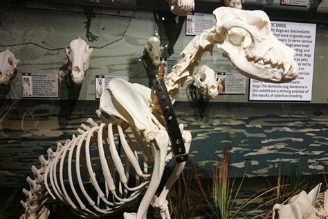Skeletons Museum Of Osteology Is One Of The Very Best Things To Do In