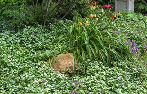 Shade Ground Cover Perennials That Will Keep The Weeds Down Gardening