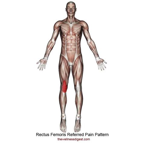 Rectus Femoris Muscle Thigh Knee Pain The Wellness Digest