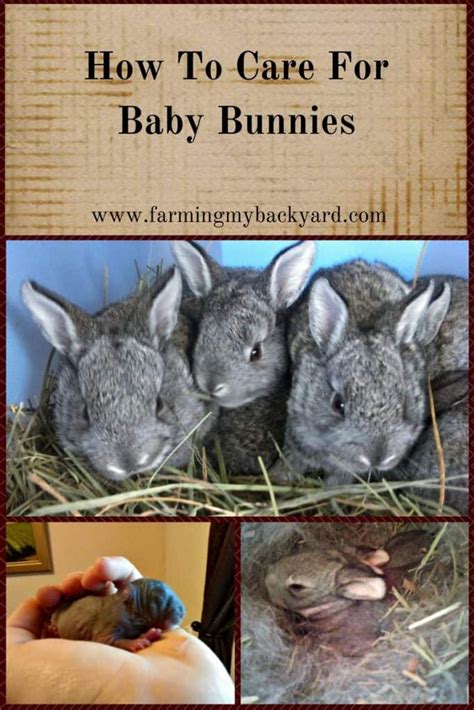 How To Care For Baby Bunnies Wild Baby Rabbits Pet Rabbit Care Pet