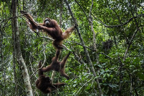 A Refuge For Orangutans And A Quandary For Environmentalists The New York Times