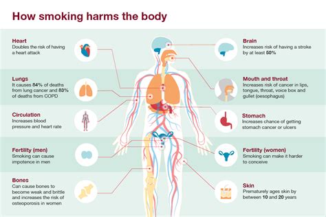 Infographic Showing How Smoking Harms The Body Smoking Effects Anti
