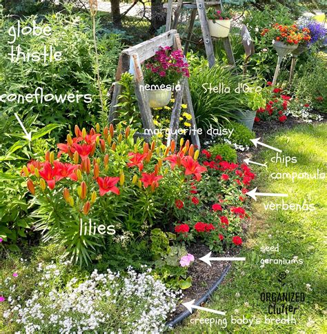 My Late June Flower Junk Garden Border With Planting Guide Organized