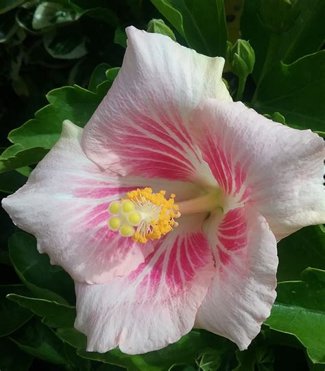 Hibiscus Pink Rays In 150mm Advanced Pot Trigg Plants