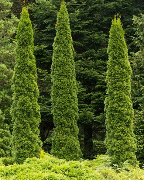 Arborvitae Tree Types And Care Garden Design