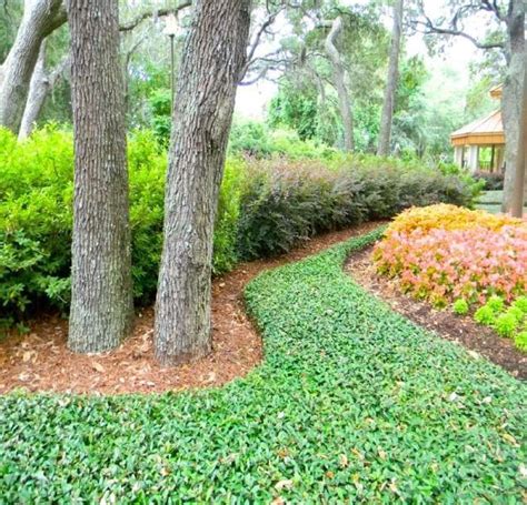 What are ground cover plants? ivy ground cover full sun - Google Search | Landscape my ...
