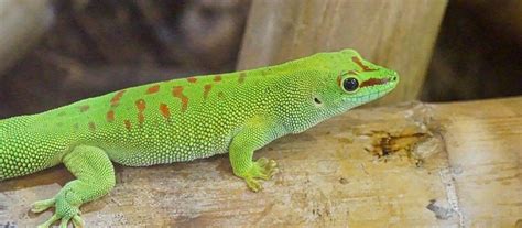 Best Geckos For Beginners 5 Great Options For Pets