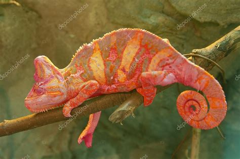 Red Chameleon On Branch Closeup — Stock Photo © Kasza 18386545