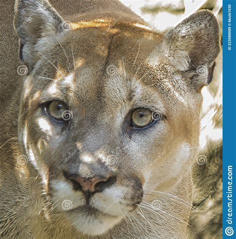 Cougar Editorial Stock Image Image Of Wild Wildlife 223580089