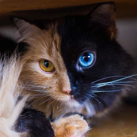 Is Quimera The Two Faced Cat The Most Beautiful — Or The Freakiest