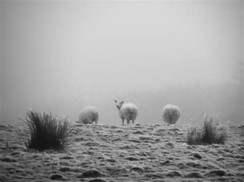 Sheep In The Mist Stock Image Image Of Coat Animal 132694587