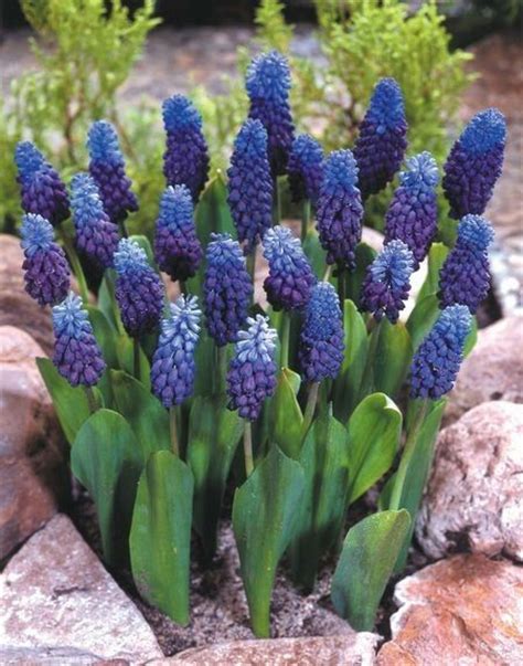 53 low maintenance perennials perfect for landscaping your flower garden. Grape Hyacinth | Full sun to part shade (H) 4-6" Bloom ...