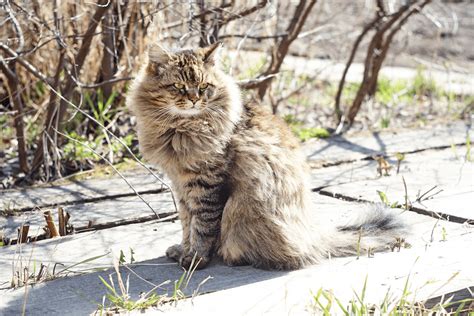 I have two amazingly affectionate sweet and cuddly kittens for sale. Siberian Cat Personality | breeders | price - MaineCoon ...
