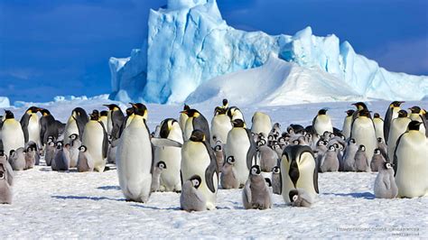 アデリーペンギン、 南極、 雪、 鳥、 ペンギン、 アデリーペンギン、 南極、 Hdデスクトップの壁紙 Wallpaperbetter