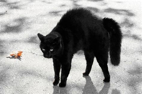 Fun Facts And Myths Around Black Cats Katzenworld