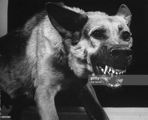 A German Shepherd Guard Dog Growling Towards The Camera With All His