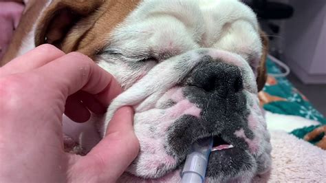 Facial Fold Resection On An English Bulldog How To Keep Facial Folds