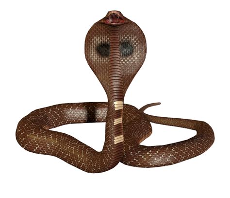 King Cobra Background Png Image Png Play