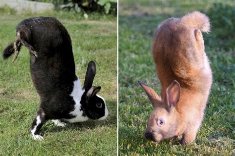Genetic Mutation Causes Rabbits To Adorably Do Handstands Instead Of Hop The Irish Sun