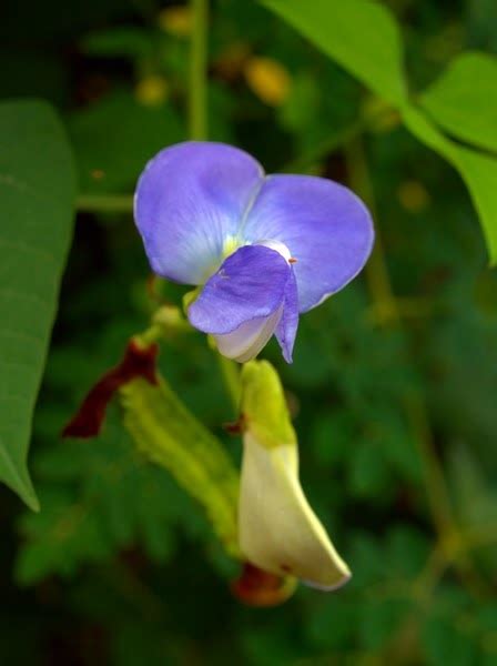 Ada yang menonjol tpi bukan botol | mengintip bocil berkembang biak bikin ngakak. TanamSendiri.com -- Grow Your Own: Gambar Hari Ini ...