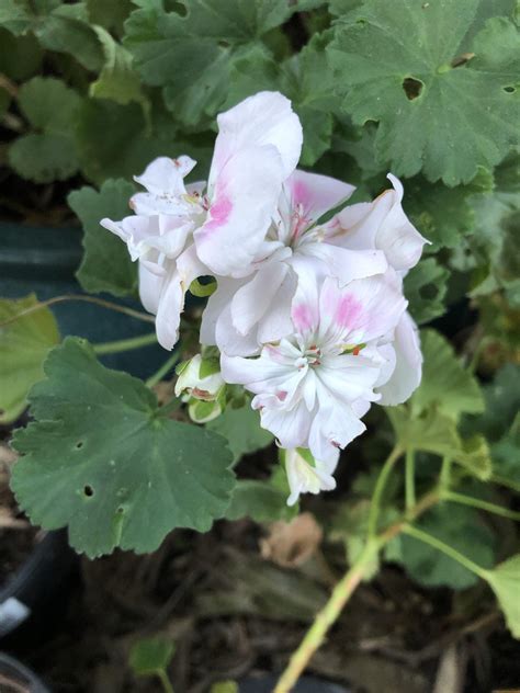 Are you ready for spring? Winter in Perth Western Australia and the flowers are in ...