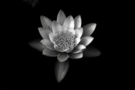 Free Images Fragrant White Water Lily Petal Monochrome Photography