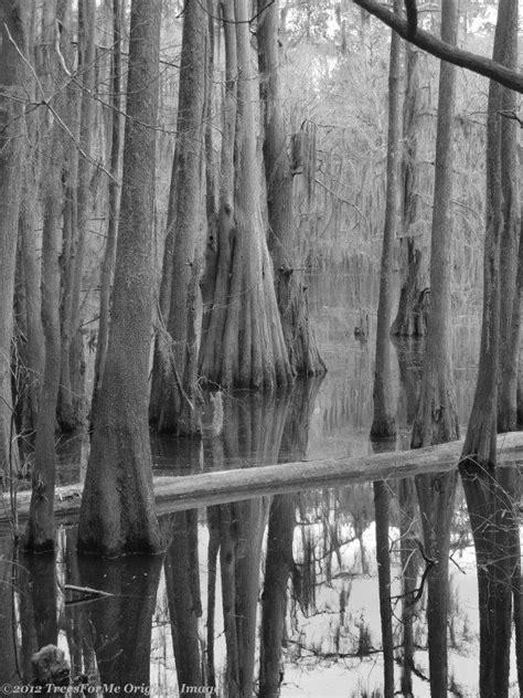 Caddo Lake Tx Largest Cypress Forest In The World And The Only