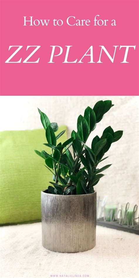 Learn How To Care For A Beautiful Glossy Zz Plant Zz Plants Are