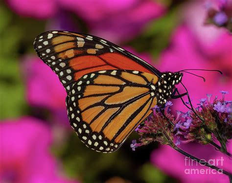 Summer Butterfly Photograph By Dale Erickson Fine Art America