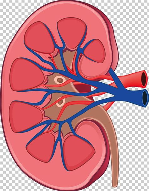 Kidney Anatomy Human Body Physiology Retroperitoneal Space Png Clipart