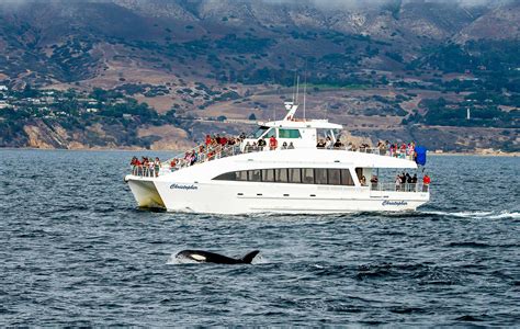 Whale Watching in Southern California | Harbor Breeze