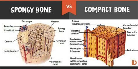 Spongy And Compact Bone Diagram Long Bone Wikipedia