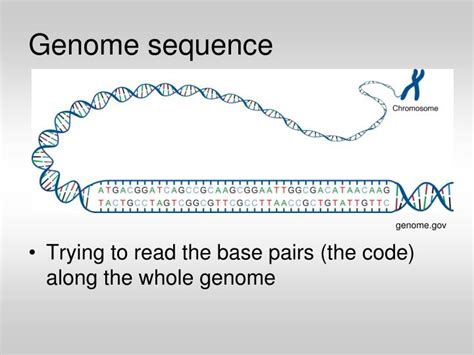 Ppt Whole Genome Sequencing Background And View Of Current Efforts