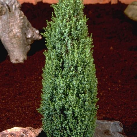 Juniperus Communis Compressa Agm 3l Coolings Garden Centre