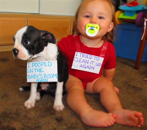 These 60 Pet Shaming Signs Are True Stories Newsd