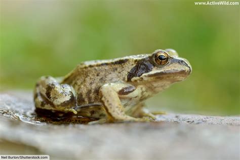 Amphibians In Britain List And Guide To All British Amphibians With