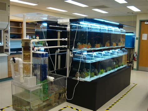 Aquarium Store Uae Ape Aquarium Fish