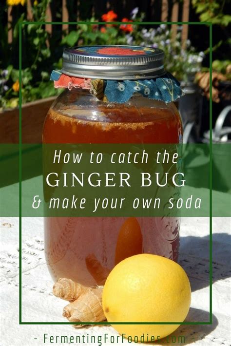 How To Catch The Ginger Bug Starter Make Your Own Ginger Ale Ginger