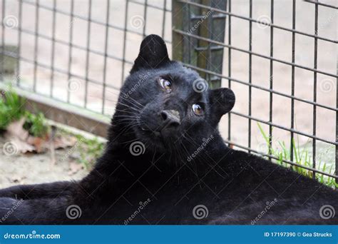Black Panther Cub Stock Photo Image Of Feline Black 17197390