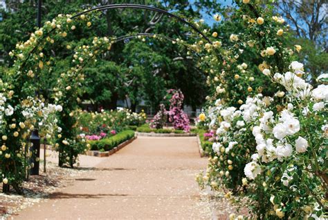 Our Roses — QLD State Rose Garden