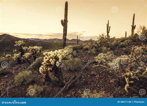 Arizona Desert Cactus Tree Landscape Stock Photo Image Of Saguaro