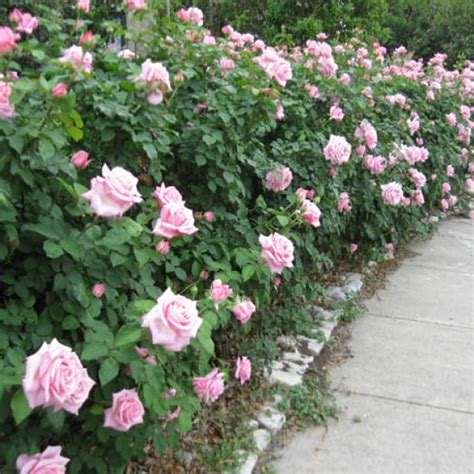 In his garden in tyler, texas, mark chamblee, of. Belinda's Dream Rose | Garden Style San Antonio