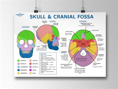 Skull And Cranial Fossa Anatomy Poster Etsy Uk
