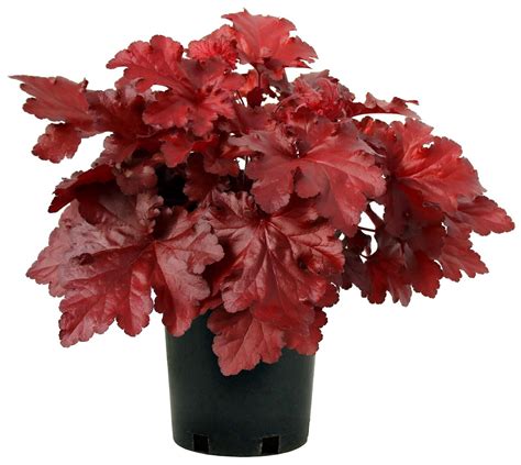 Heuchera Forever Red Coral Bells Well Rooted 525″ Pot Perennial Plant