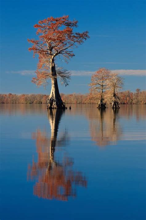 Bald Cypress Trees Growing In Lake Drummond Are Bathed In Evening Light