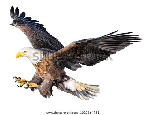 Bald Eagle Attack Swoop Hand Draw Stock Illustration 1027364731